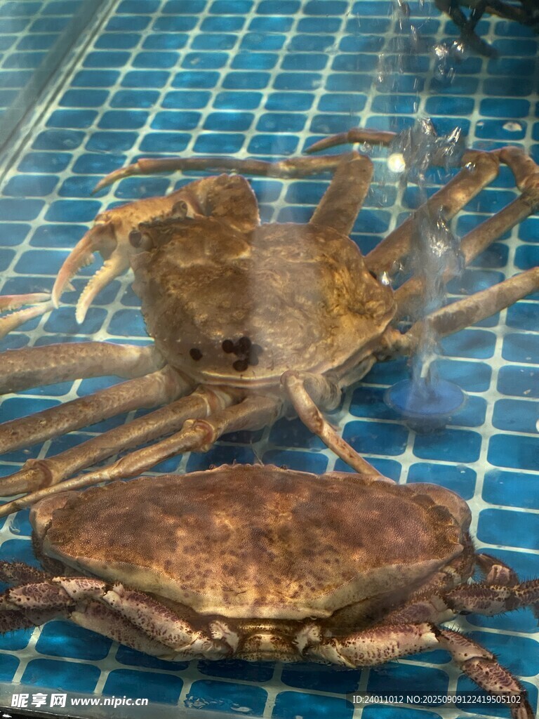 蓝色网格上的两只帝王蟹