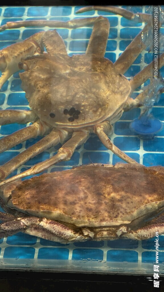两只帝王蟹
