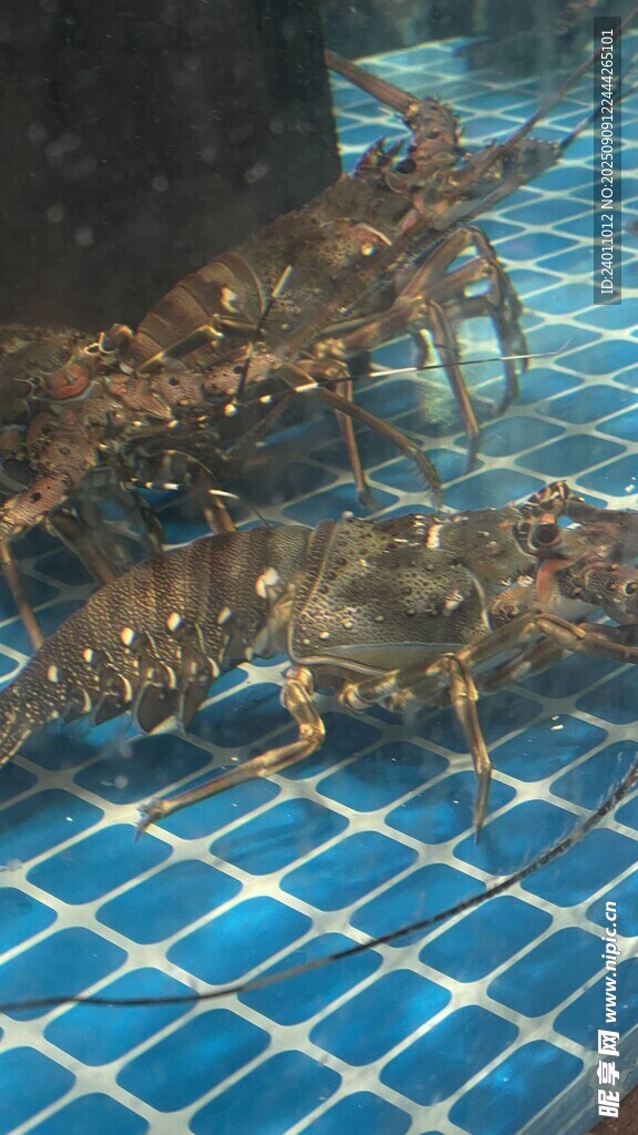 蓝色网格上的多只大龙虾