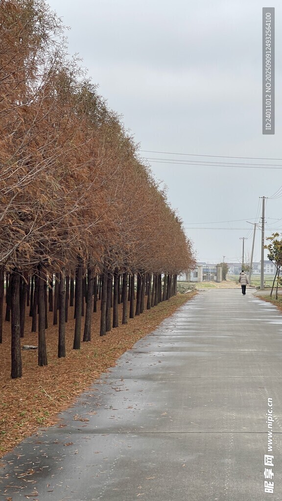 冬日林荫道 树木与湿路