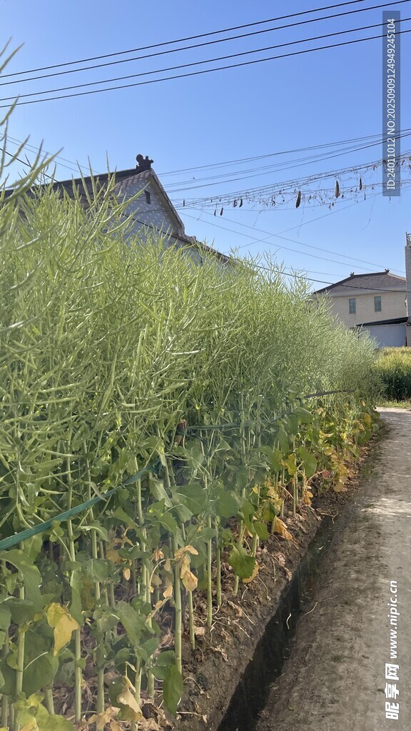 田间小径旁的葱郁绿植