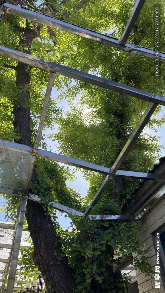 百年银杏树