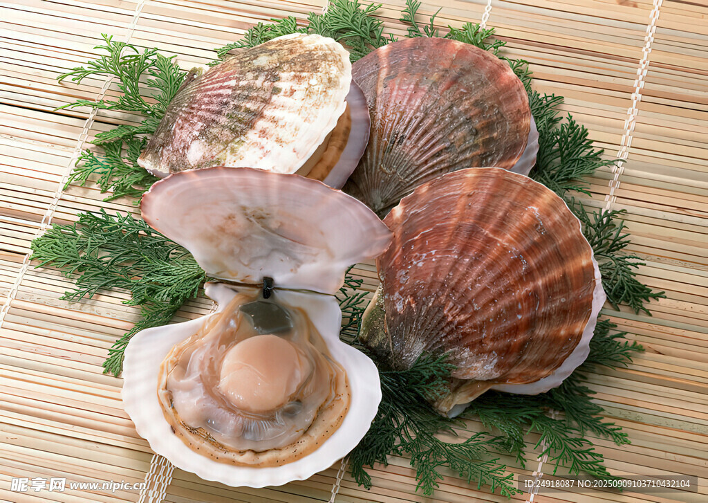 扇贝 海鲜图片 海鲜美食