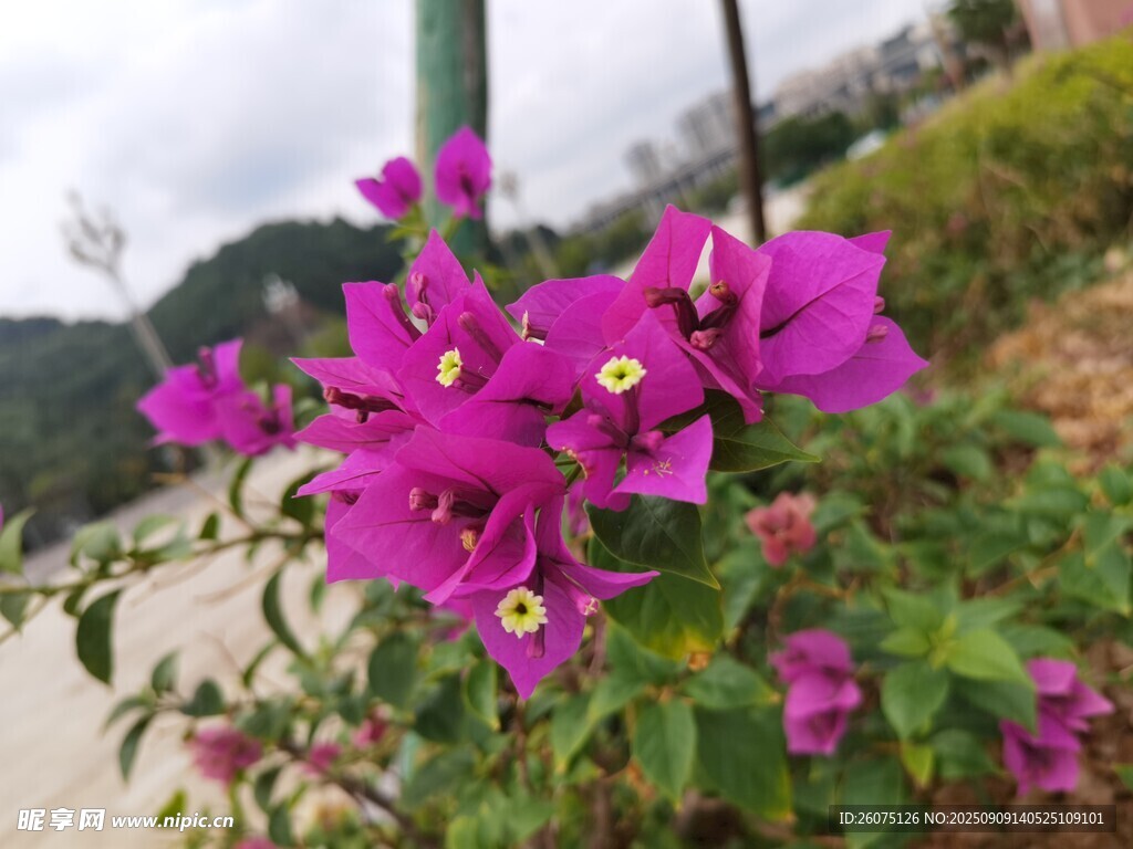 路边绽放的艳丽三角梅
