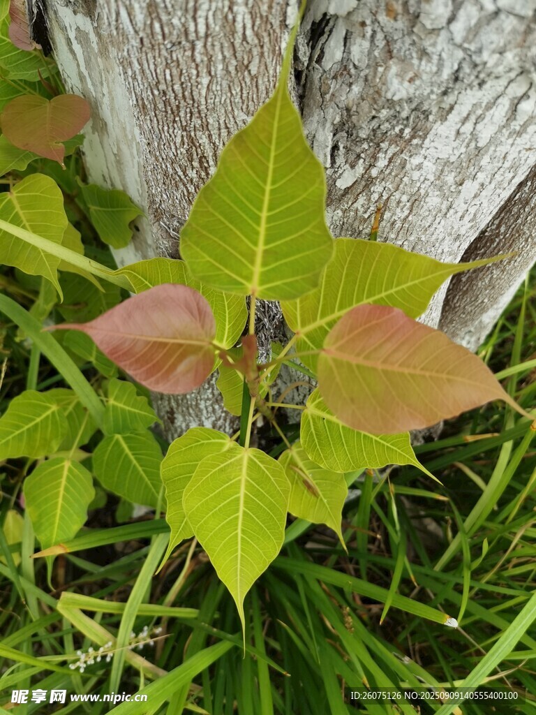 嫩绿叶片生长于树干旁