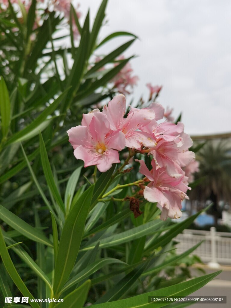 娇艳夹竹桃绽放绿叶间