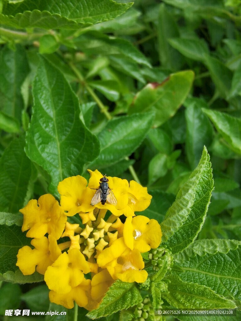 黄色马缨丹与花朵上的昆虫