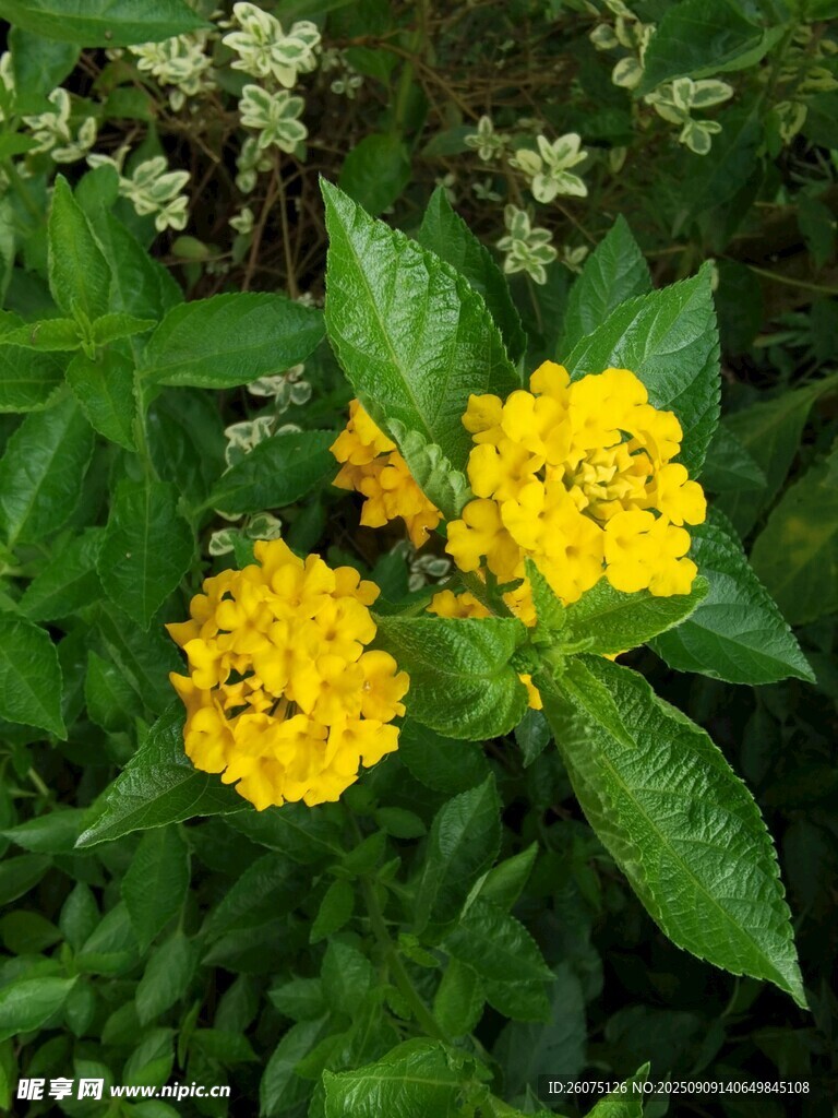 黄色小花绽放绿叶间