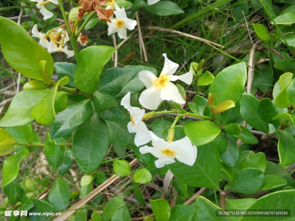 绿叶间绽放的白色小花