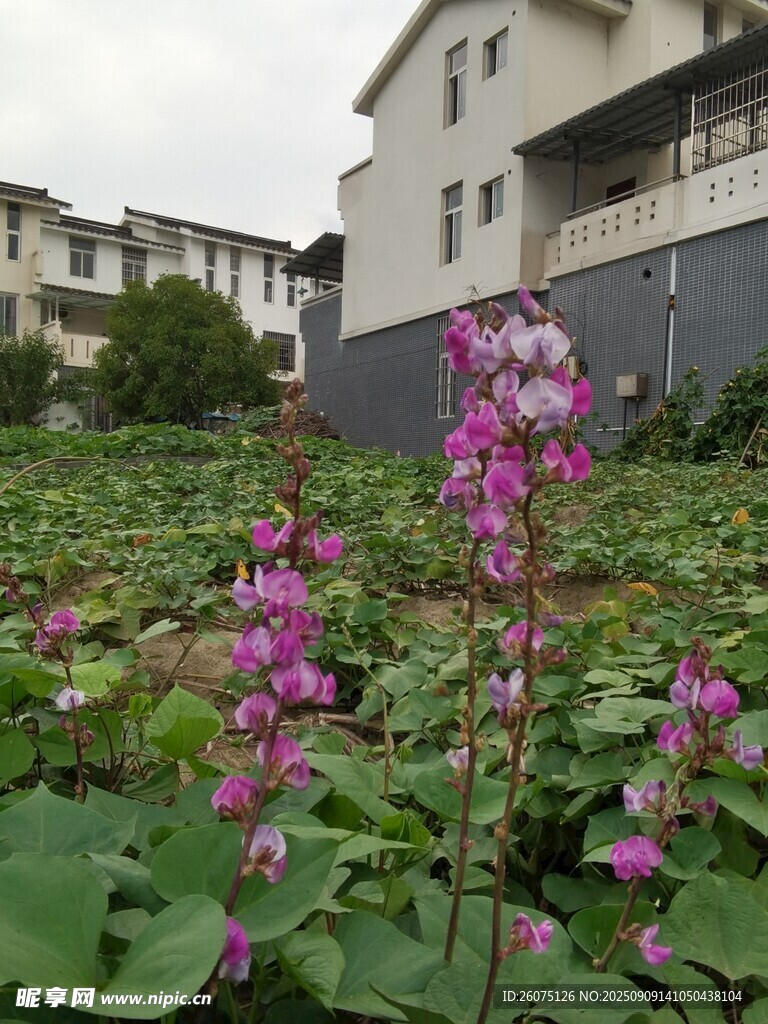 屋前绽放的紫色美丽农作物花卉