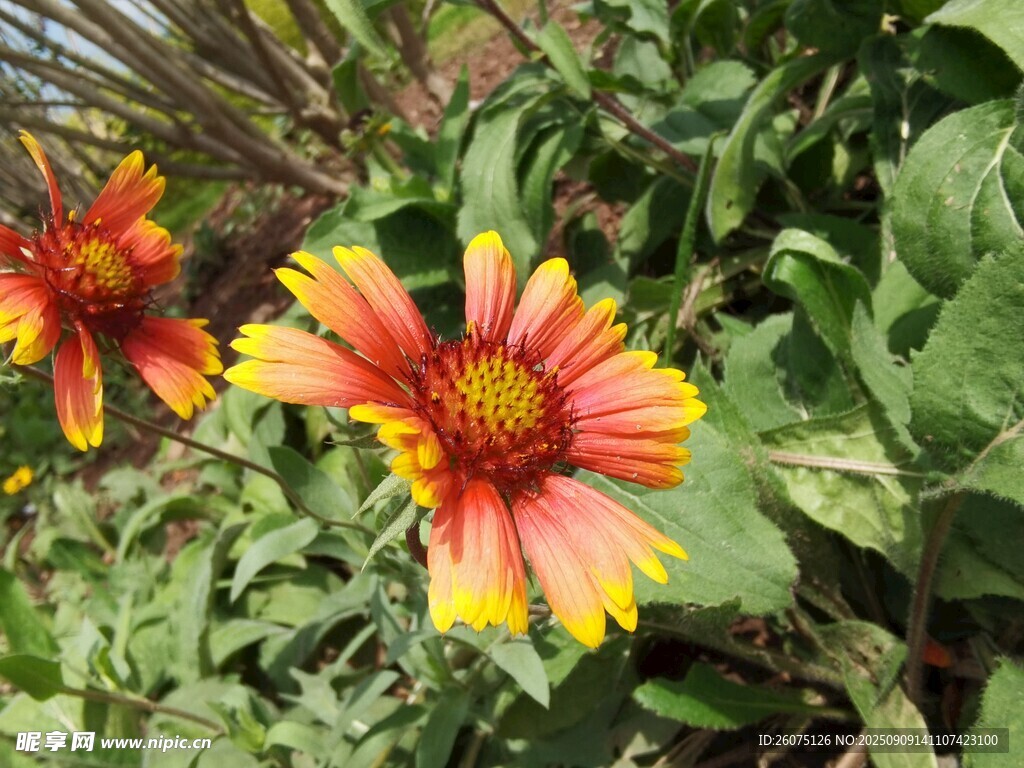 艳丽双色天人菊花朵绽放绿叶间