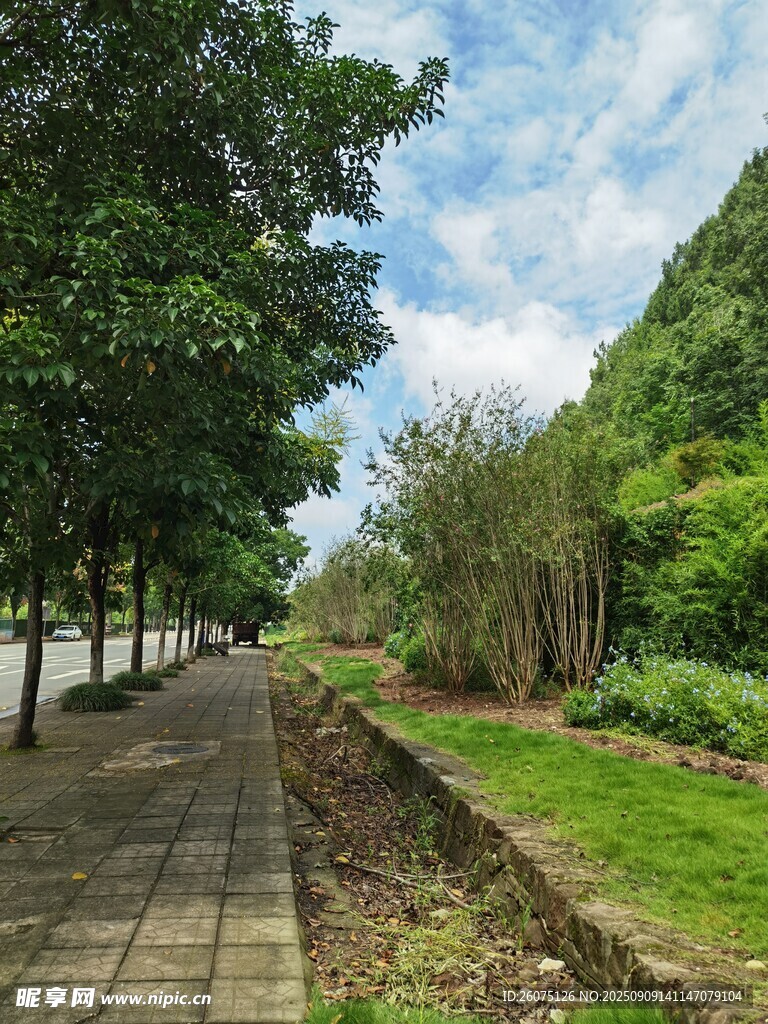 林荫步道旁的绿意景致