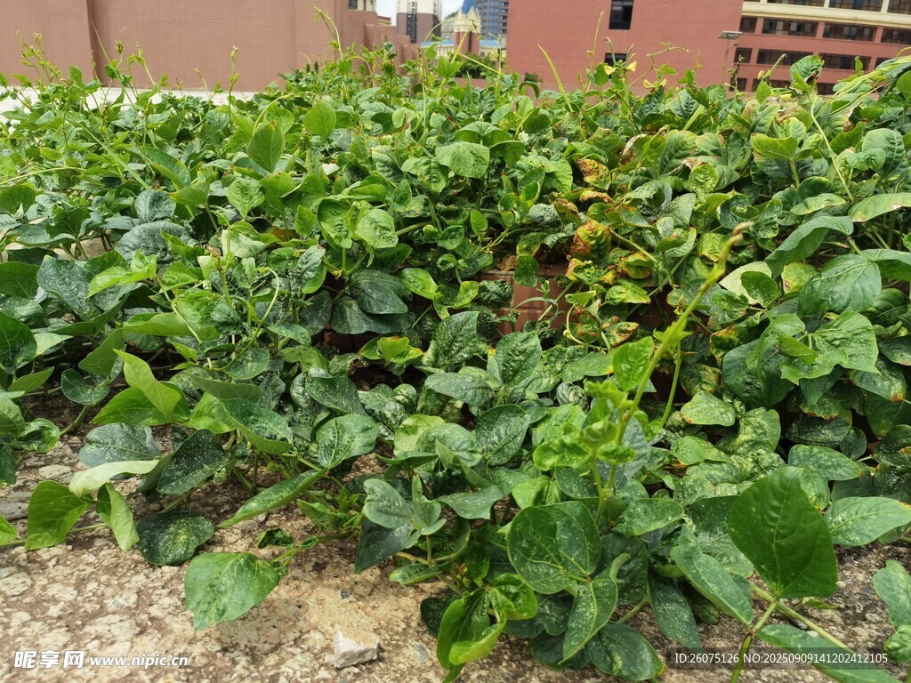 绿叶繁茂的豆类藤蔓菜园景象