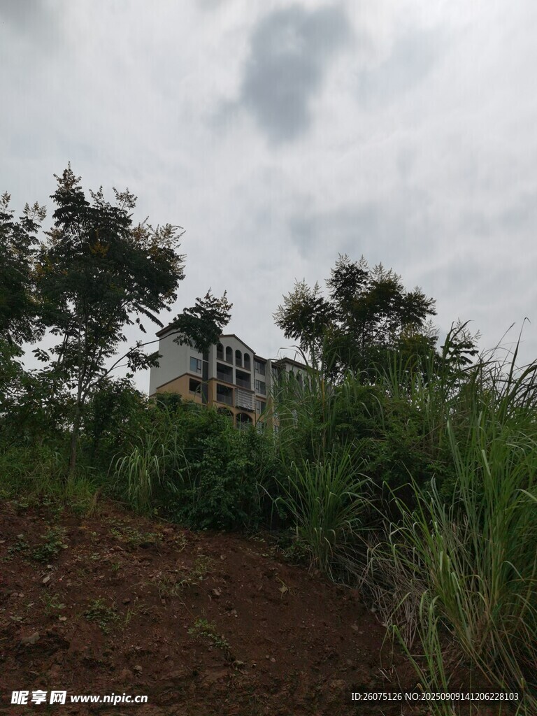 山坡上的房屋与绿植