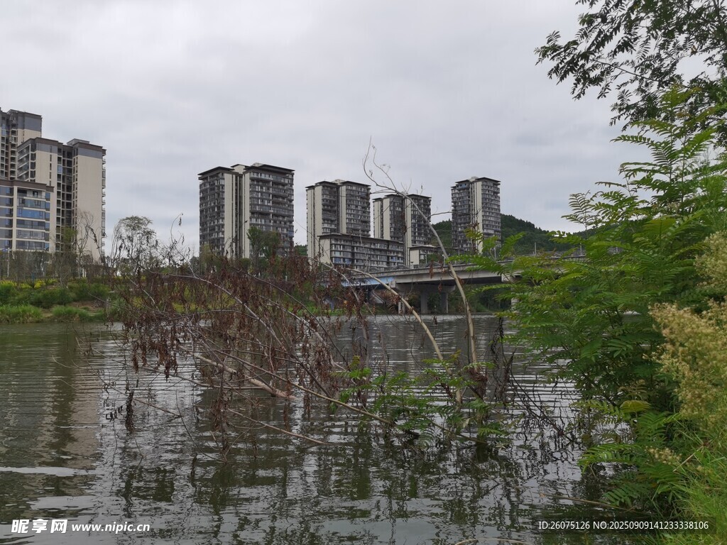 湖畔高楼与岸边植被景观