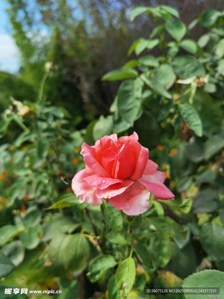 娇艳盛开的粉色月季花