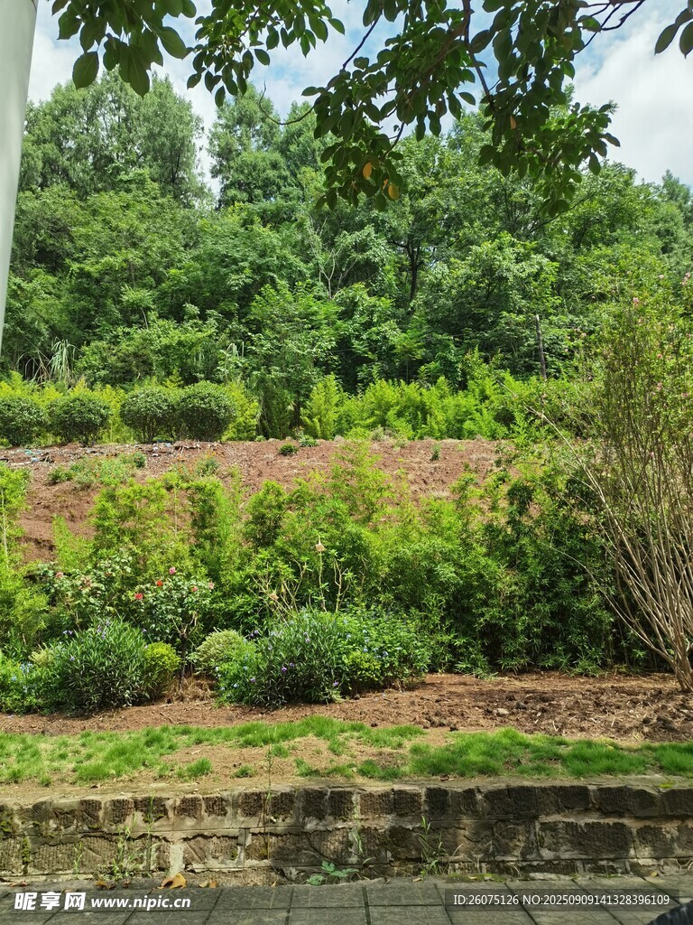 绿意盎然的户外植被景观