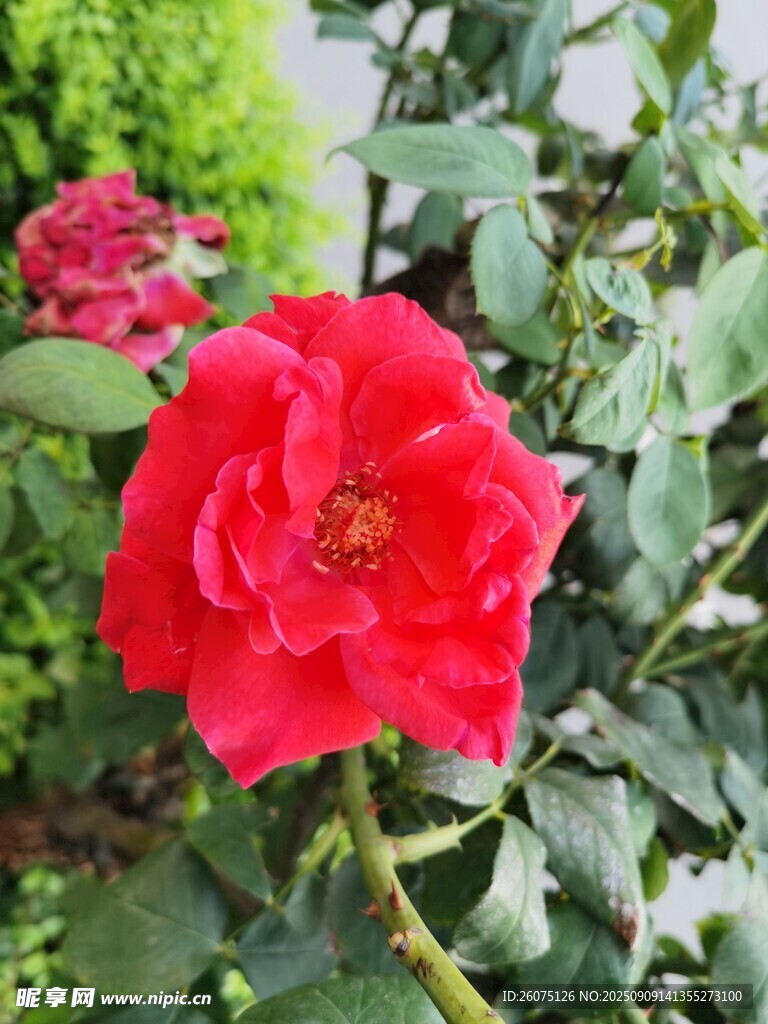娇艳红玫瑰绽放于绿叶间