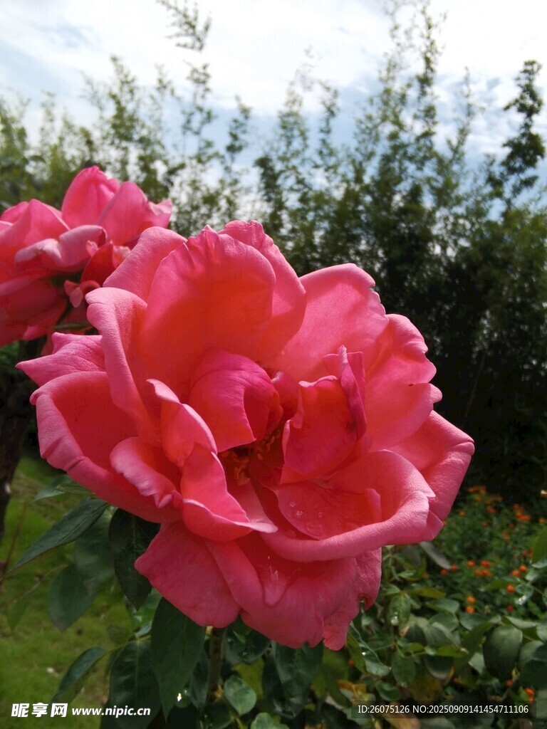 娇艳盛开的粉红色月季花