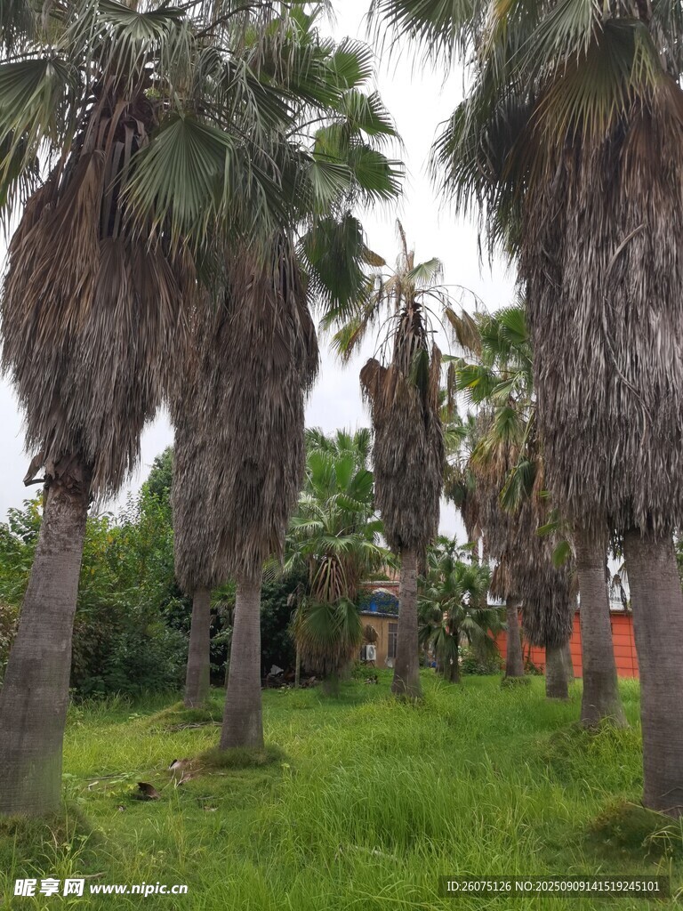 棕榈树林中的绿意景致