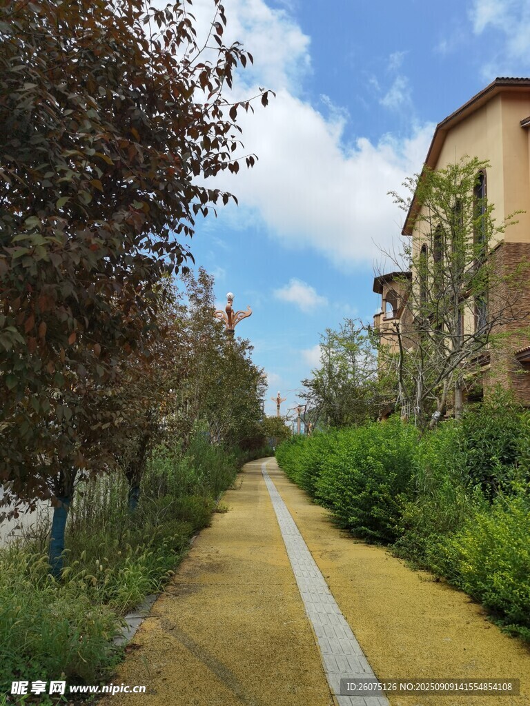 宁静小区内的林荫小道