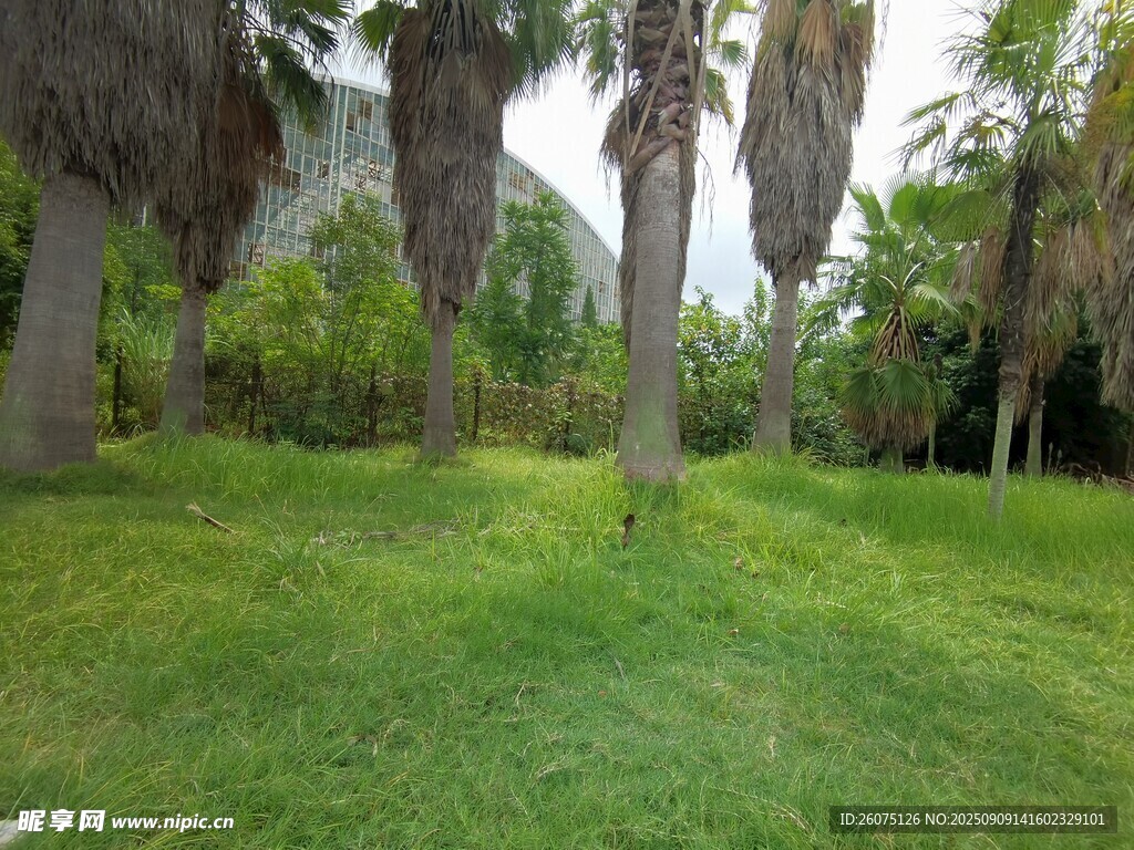 绿意盎然的草地与棕榈树