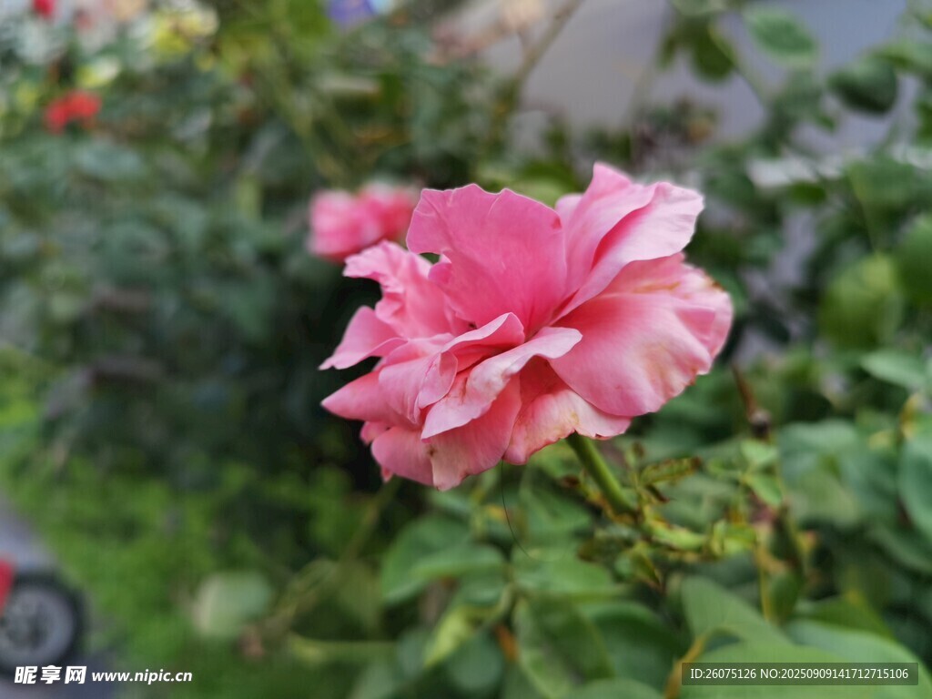 娇艳粉色玫瑰绽放