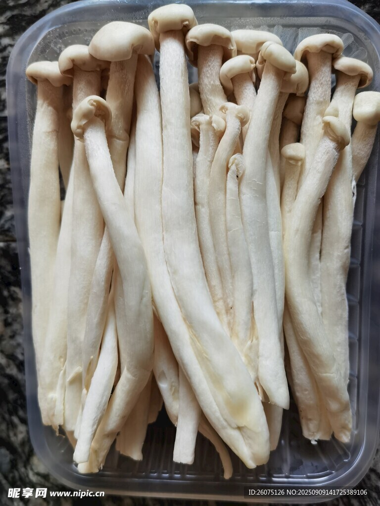 新鲜海鲜菇整齐摆放