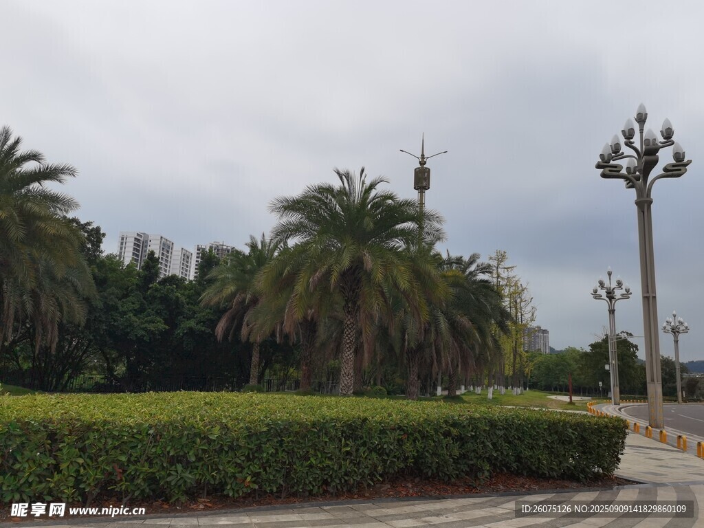 城市道路旁的绿植与棕榈树