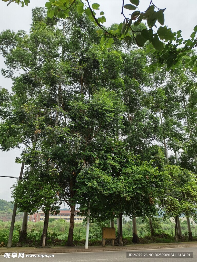 路边葱郁大树景观