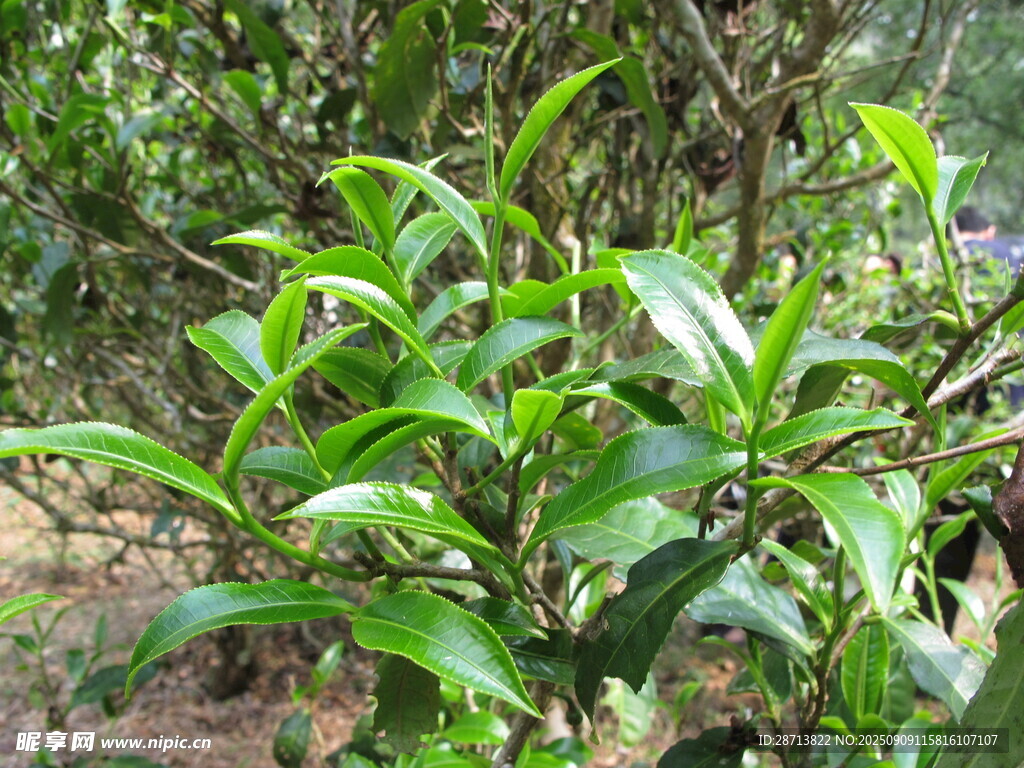 翠绿繁茂的茶树植株