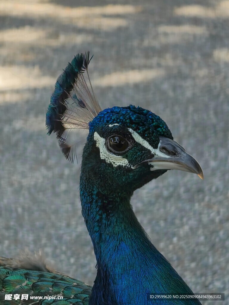 蓝孔雀特写