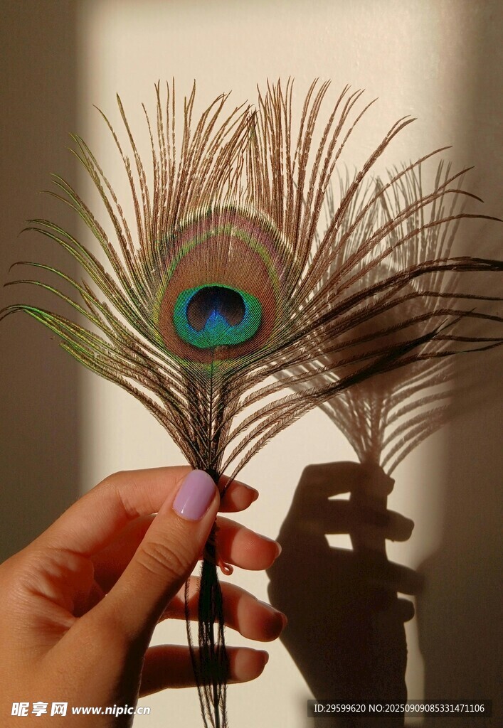手持绚丽孔雀羽毛特写
