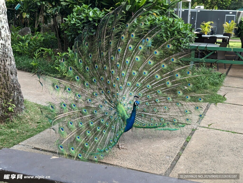 开屏孔雀展绚丽身姿