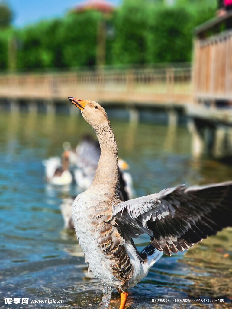 湖畔白鹅展翅戏水