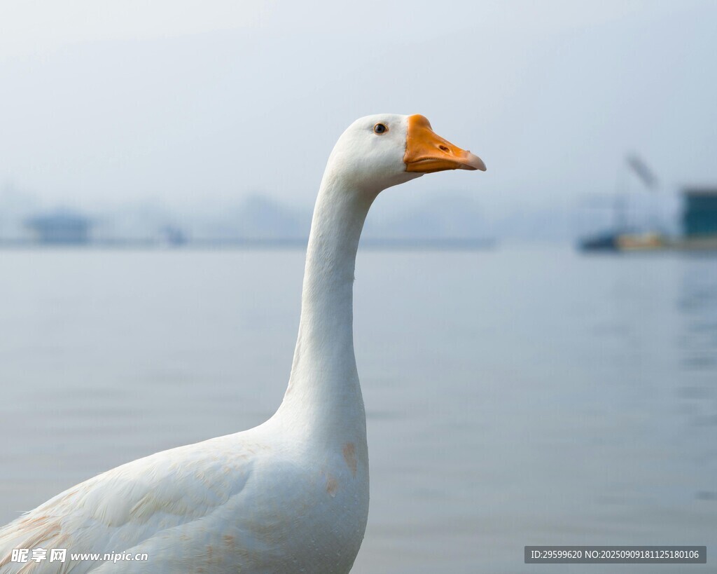 湖畔白鹅