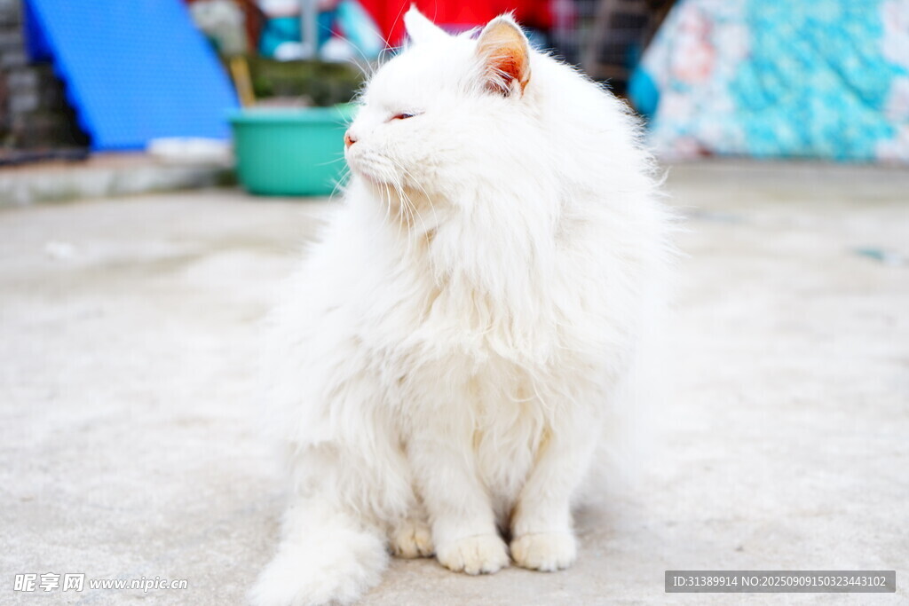 戴红角的白毛猫咪