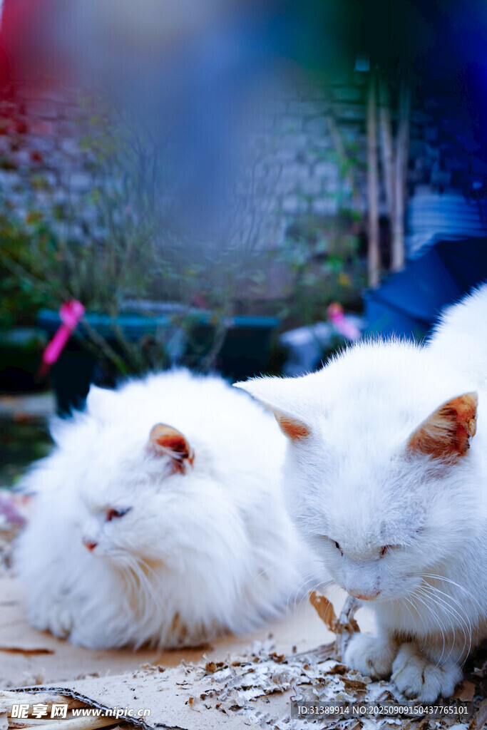 三只白毛猫咪惬意休憩