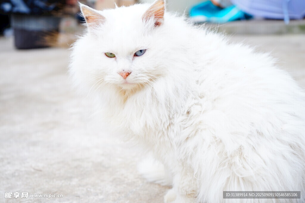 白毛猫咪坐于户外狮子猫
