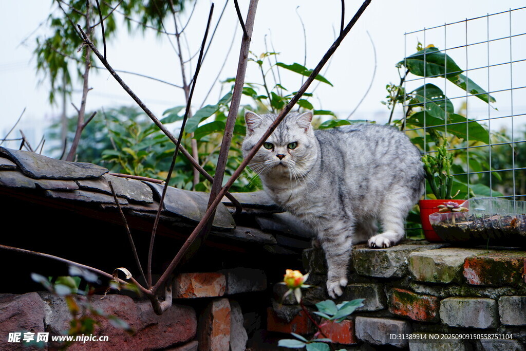灰猫立于石墙绿植间