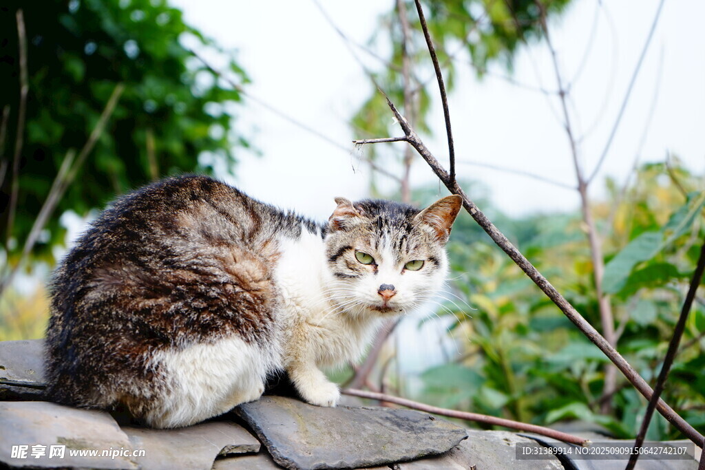 屋顶上的猫咪