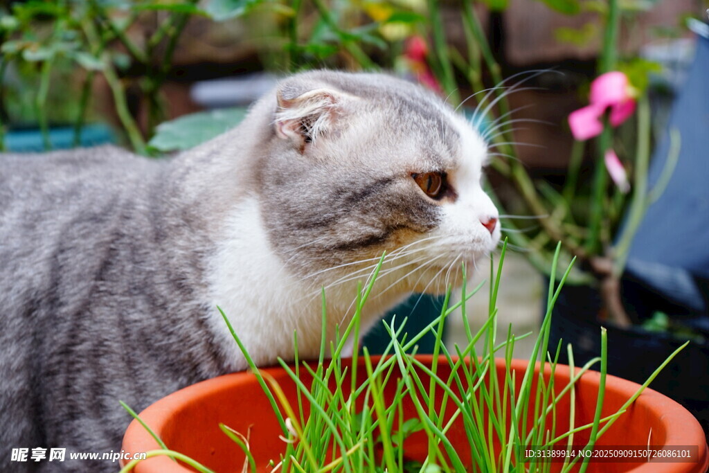 灰猫嗅闻盆中嫩绿青草