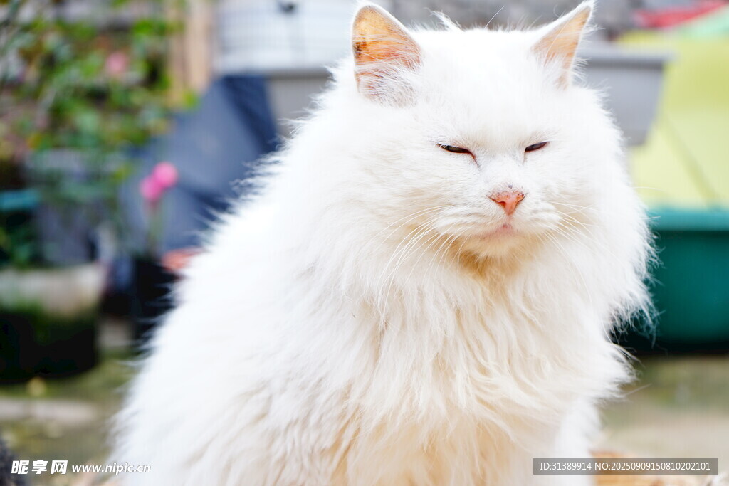 白色长毛猫惬意模样