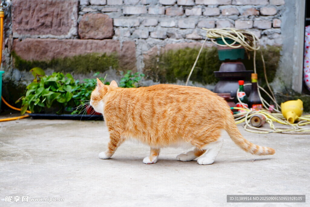 橘猫漫步庭院