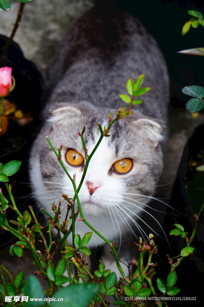 灰猫藏身绿植间