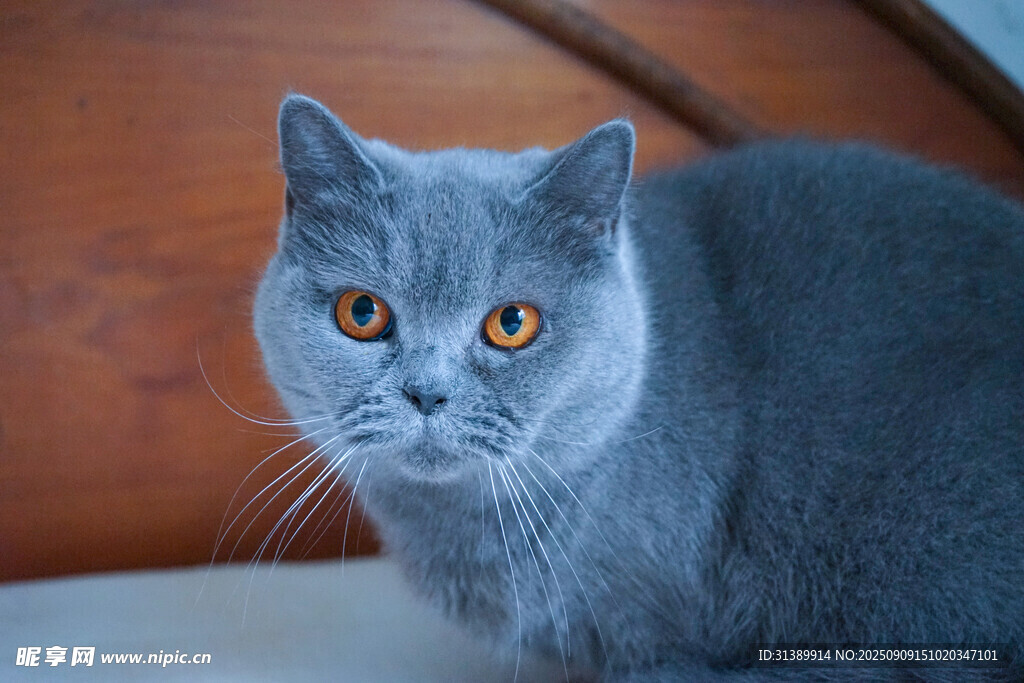 蓝猫凝视