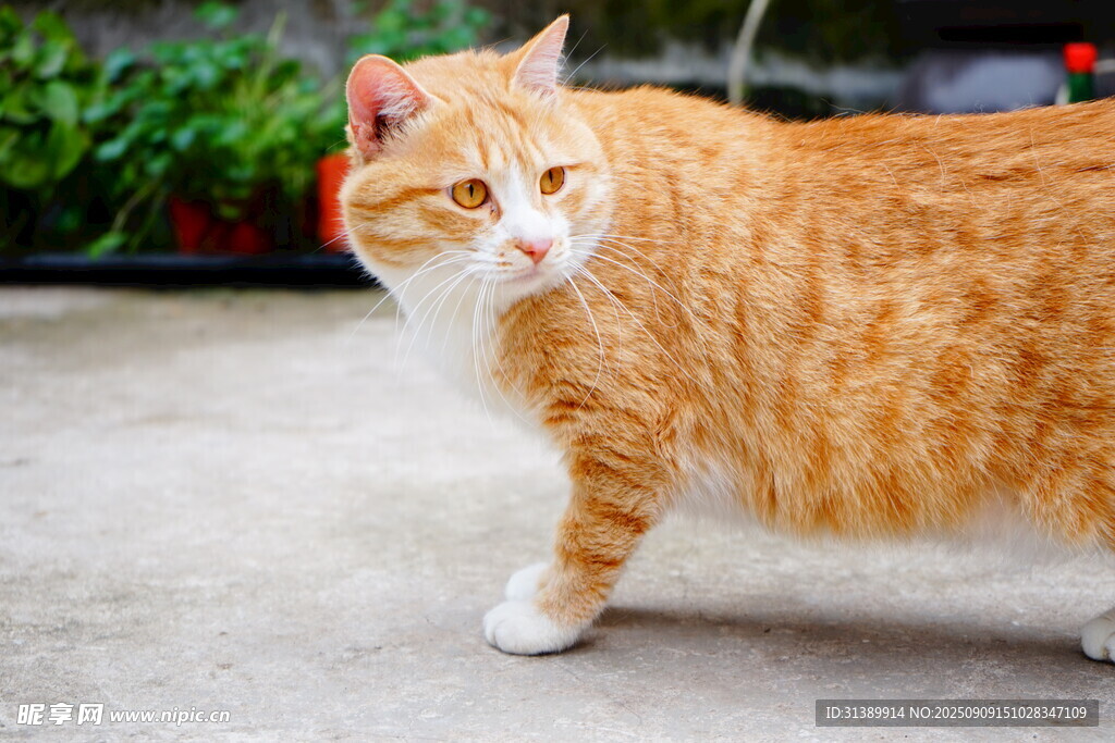 橘色猫咪户外站立