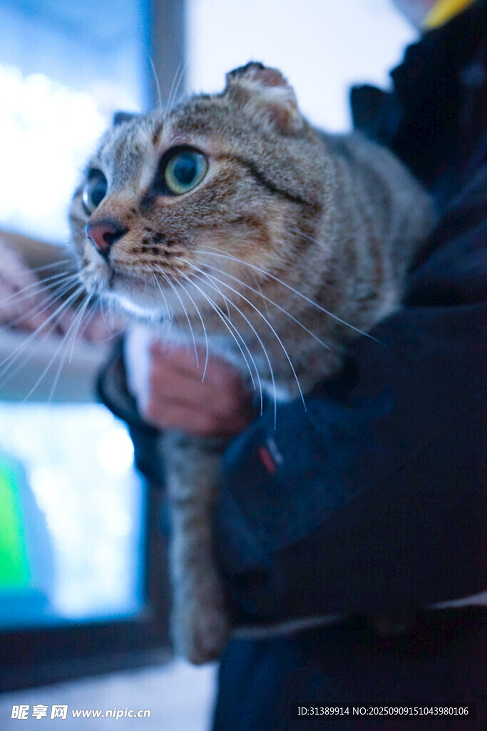 被抱猫咪好奇望向上方