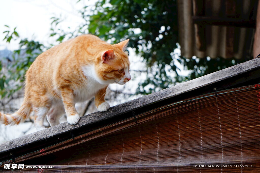 屋顶上的橘猫