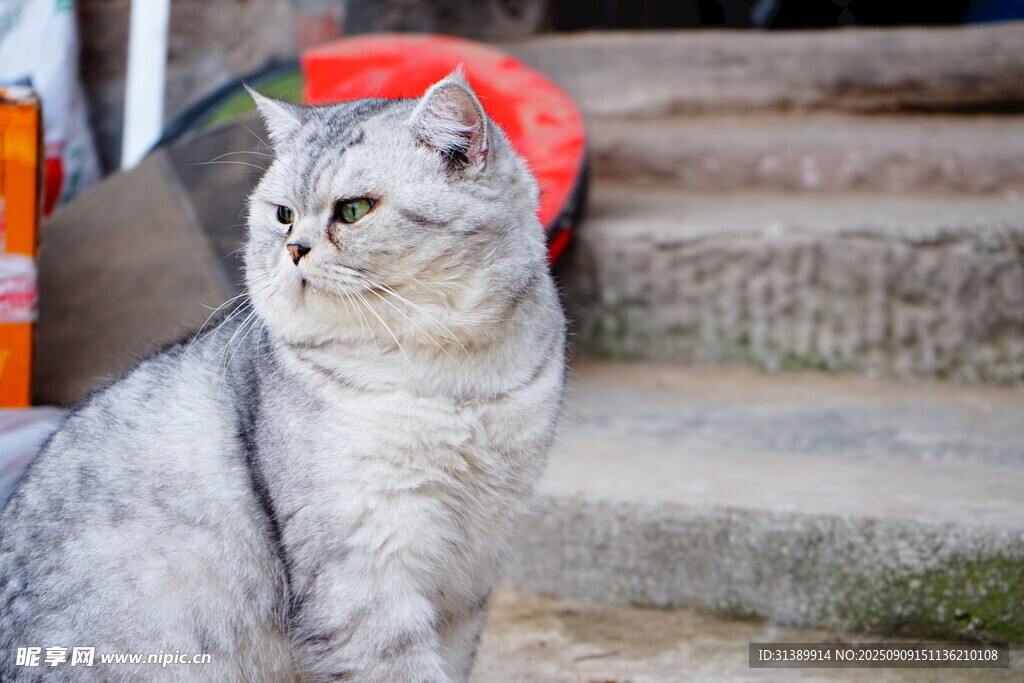 戴红帽的可爱灰猫